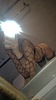 Fürth - Hobbyhure sucht Taschengeld - Sisi Nur Escort !!!!